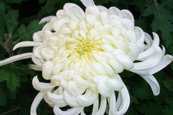 白色菊花花语