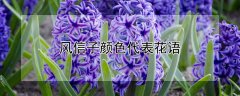 风信子颜色代表花语