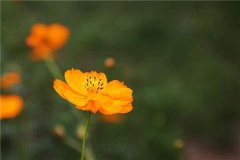 硫华菊的花语有哪些？