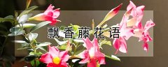 飘香藤花语