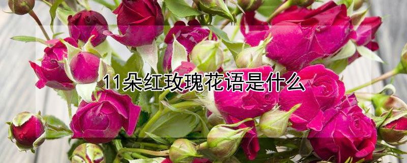 11朵红玫瑰花语是什么