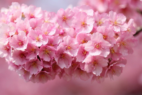 日本樱花的花语