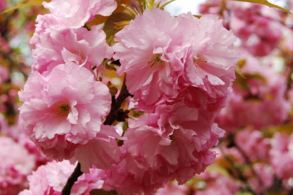 日本樱花的花语