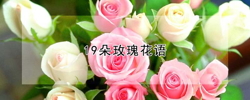 19朵玫瑰花语