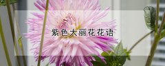 紫色大丽花花语