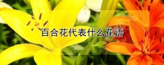 百合花代表什么花语