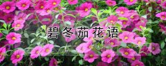 碧冬茄花语