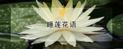 睡莲花语