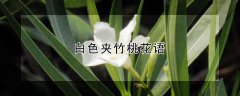 白色夹竹桃花语