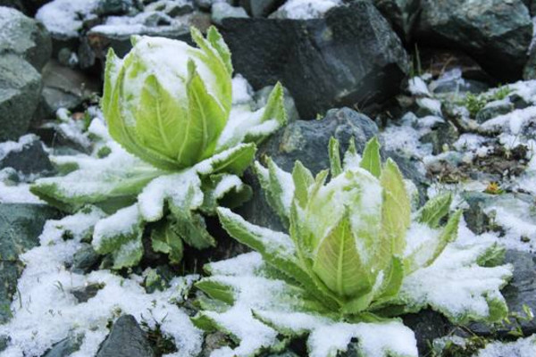 雪莲花花语