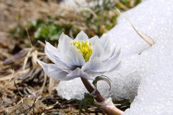 雪莲花花语