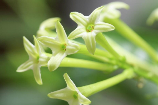 夜来香的花语