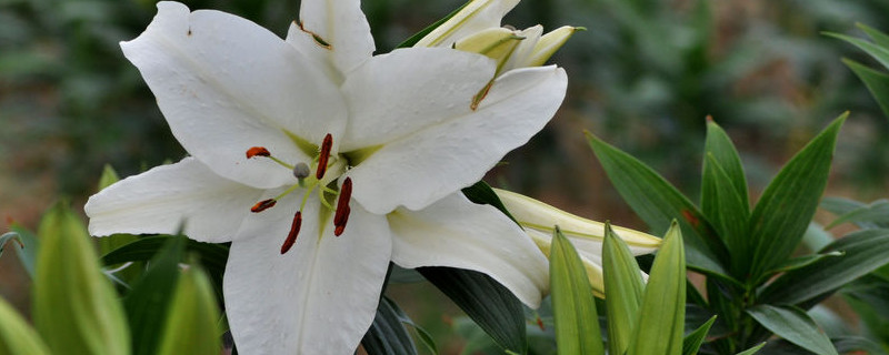 百合的花语与寓意是什么