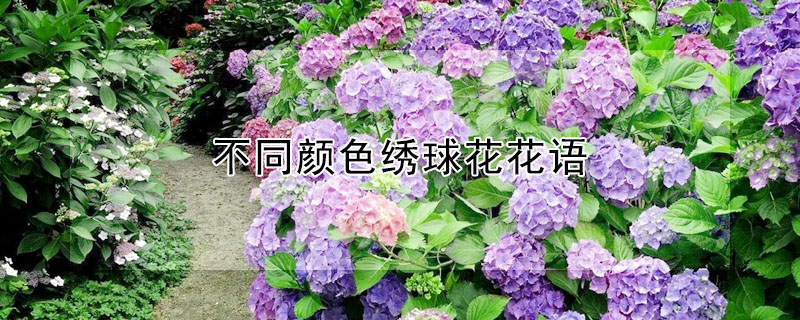 不同颜色绣球花花语