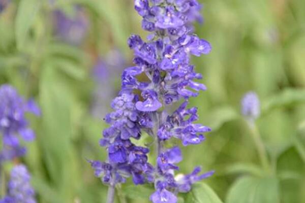 蓝花鼠尾草花语