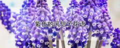 紫色的风信子花语