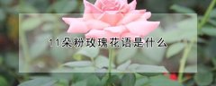 11朵粉玫瑰花语是什么