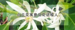 白兰花寓意及花语喻人