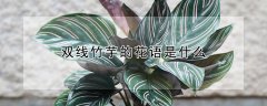 双线竹芋的花语是什么