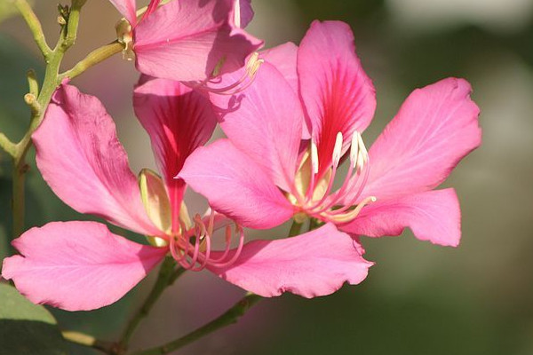 紫荆花花语