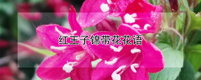 红王子锦带花花语