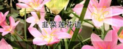 韭菜莲花语