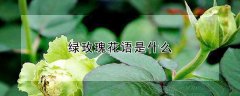 绿玫瑰花语是什么