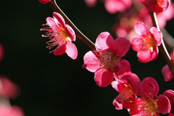 梅花的花语是什么