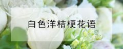 白色洋桔梗花语