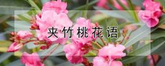 夹竹桃花语