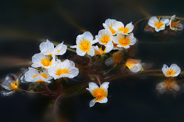 泸沽湖的水性杨花花语