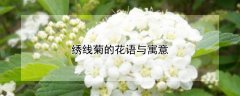 绣线菊的花语与寓意