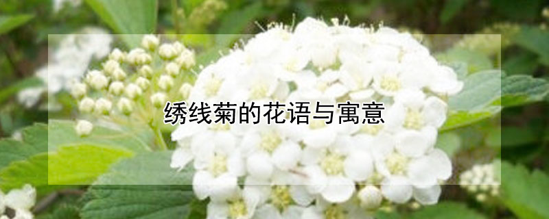 绣线菊的花语与寓意