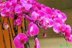河州牡丹—蝴蝶兰花语大全有哪些？