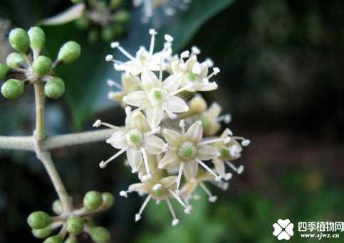 花叶鹅掌柴有什么花语?原来它的花语那么美!