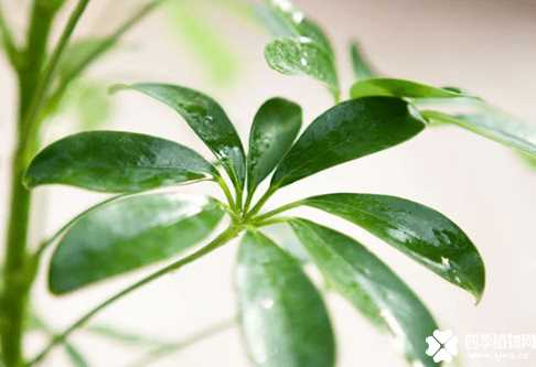花叶鹅掌柴有什么花语?原来它的花语那么美!