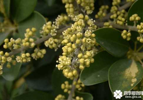 花叶鹅掌柴有什么花语?原来它的花语那么美!