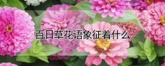 百日草花语象征着什么