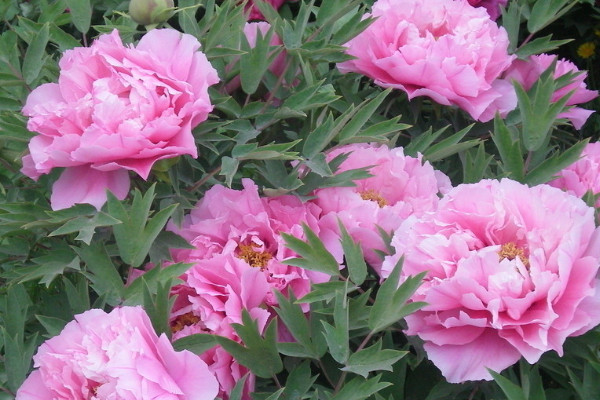 芍药花语