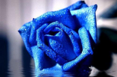 最妖媚玫瑰蓝色妖姬象征花语有哪些？