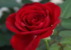 玫瑰花语代表什么意思？