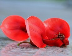 刺桐花的花语、寓意及传说有哪些？