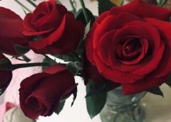 24朵玫瑰花语代表什么意思？