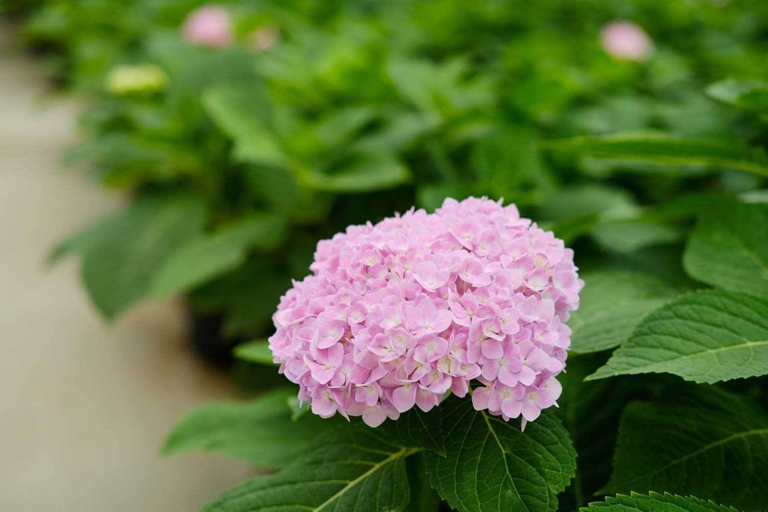 无尽夏的花语和寓意，怎么养护