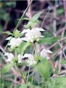 白色野荨麻花花语有哪些？