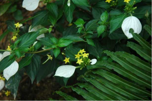 玉叶金花的花语是什么?玉叶金花虽然花朵极其高调的绽放,但寓意却尤为低调!