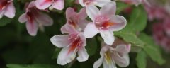 五色海棠花语有哪些？