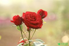 玫瑰花花语大全有哪些？