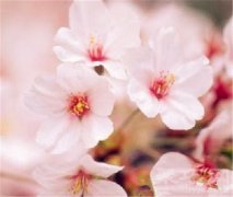 冬樱花花语有哪些？