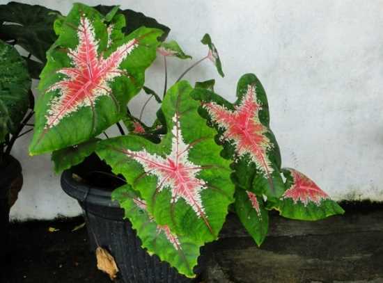 花叶芋的作用 花叶芋的花语: